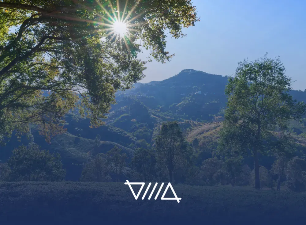 Montañas verdes con el sol entre los árboles, un ejemplo de activos naturales del territorio